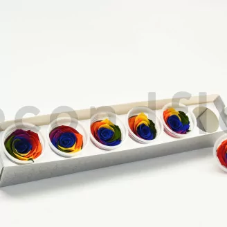 Preserved Rose XL Rainbow (set of 6)