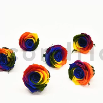 Preserved Rose XL Rainbow (set of 6)