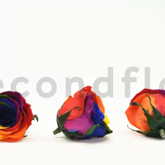 Preserved Rose XL Rainbow (set of 6)