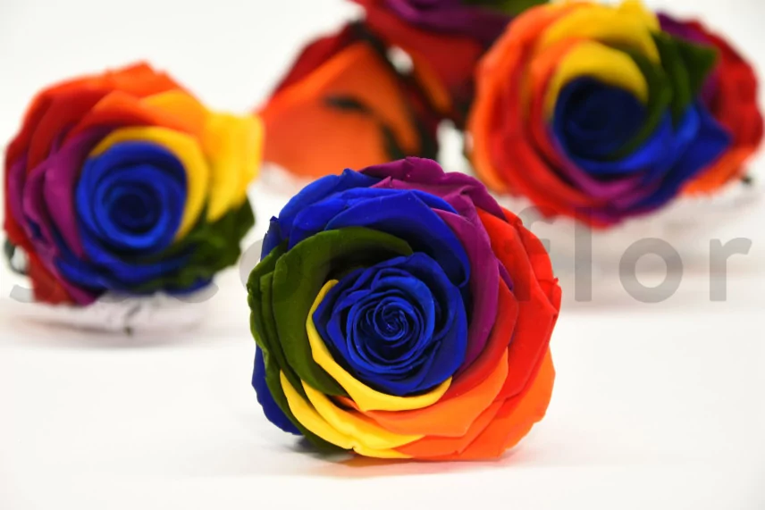 Preserved Rose XL Rainbow (set of 6)