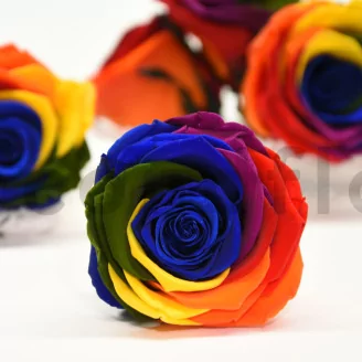 Preserved Rose XL Rainbow (set of 6)