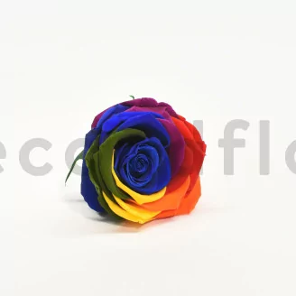 Preserved Rose XL Rainbow (set of 6)