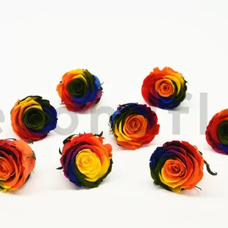 Preserved Rose L Rainbow (set of 8)
