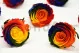 Preserved Rose L Rainbow (set of 8) 4