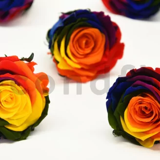 Preserved Rose L Rainbow (set of 8)