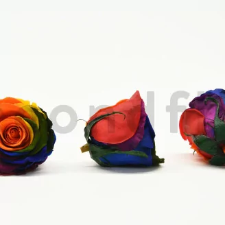 Preserved Rose L Rainbow (set of 8)