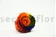 Preserved Rose L Rainbow (set of 8) 5