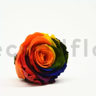 Preserved Rose L Rainbow (set of 8)