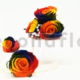 Preserved Rose L Rainbow (set of 8)