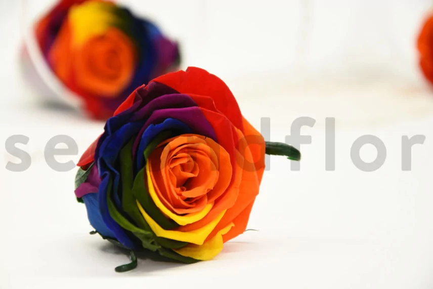 Preserved Rose L Rainbow (set of 8)