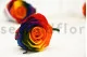 Preserved Rose L Rainbow (set of 8) 1