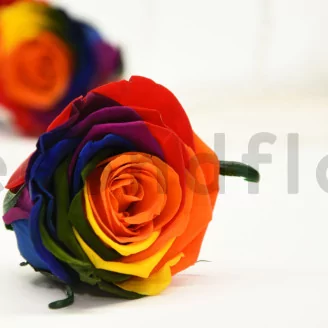 Preserved Rose L Rainbow (set of 8)