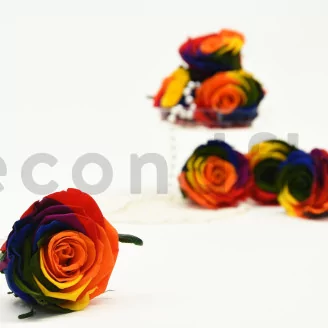Preserved Rose L Rainbow (set of 8)