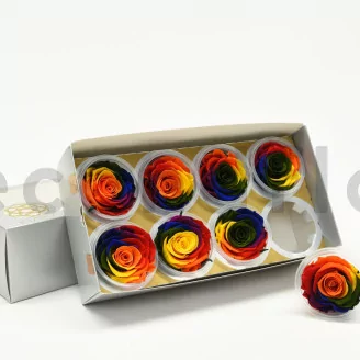 Preserved Rose L Rainbow (set of 8)