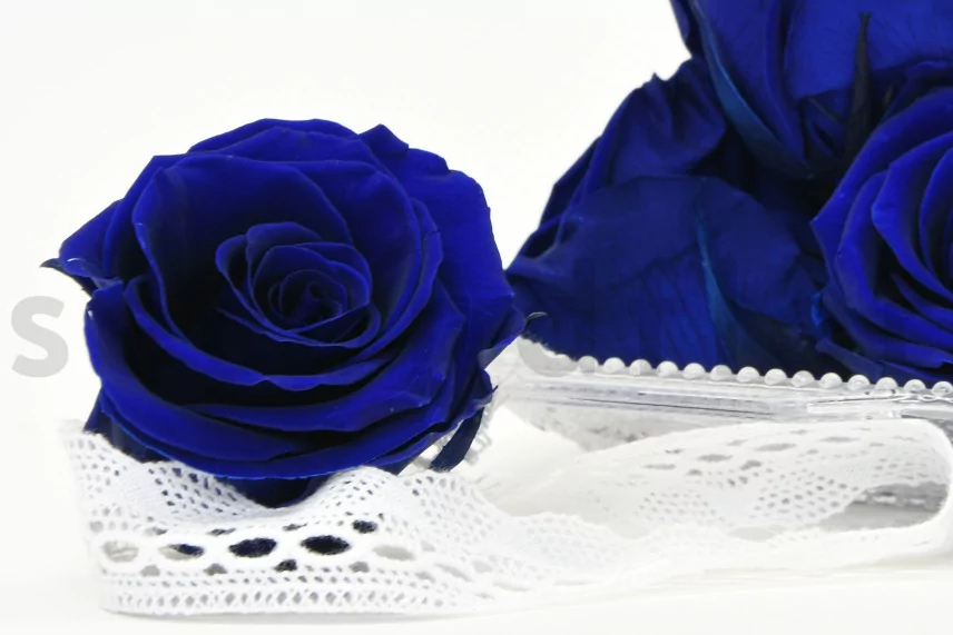 Preserved Rose XL Ocean Blue (set of 6)