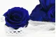 Preserved Rose XL Ocean Blue (set of 6) 1