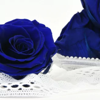Preserved Rose XL Ocean Blue (set of 6)