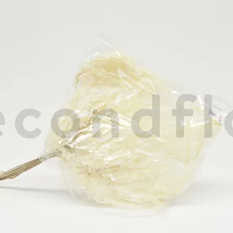 Preserved Mountain Fern Large White