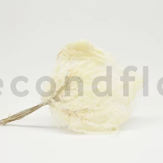 Preserved Mountain Fern Large White