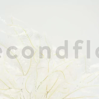 Preserved Mountain Fern Large White
