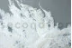 Preserved Mountain Fern Large White 1