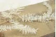 Preserved Mountain Fern Large White 4