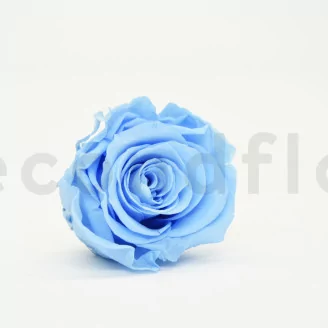 Preserved Rose L Baby Blue (set of 8)
