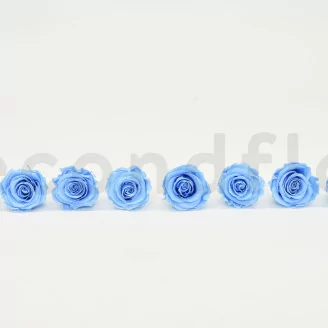 Preserved Rose L Baby Blue (set of 8)