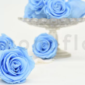 Preserved Rose L Baby Blue (set of 8)