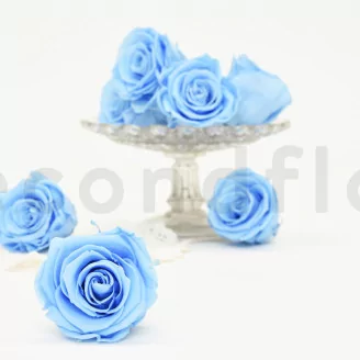 Preserved Rose L Baby Blue (set of 8)