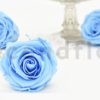 Preserved Rose L Baby Blue (set of 8)