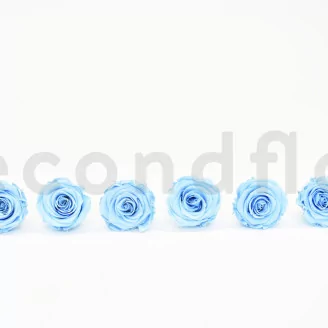 Preserved Rose XL Baby Blue (set of 6)