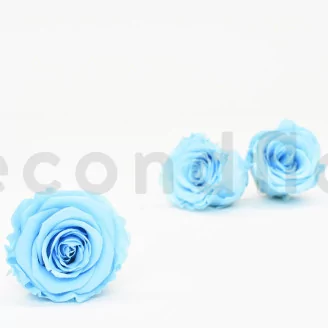 Preserved Rose XL Baby Blue (set of 6)