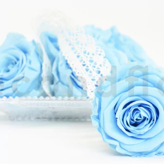 Preserved Rose XL Baby Blue (set of 6)