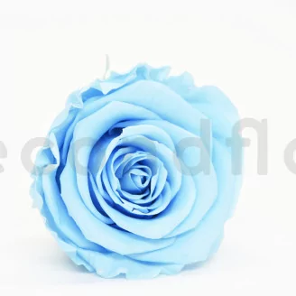 Preserved Rose XL Baby Blue (set of 6)