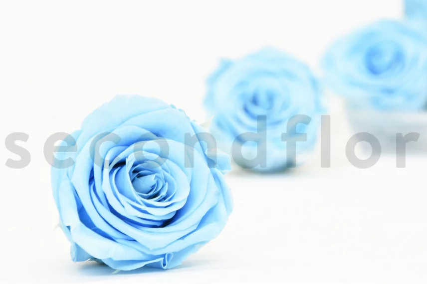 Preserved Rose XL Baby Blue (set of 6)