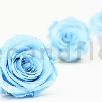 Preserved Rose XL Baby Blue (set of 6)