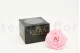 Preserved Rose XXL Bridal Pink 6