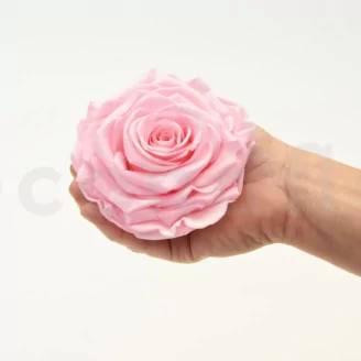 Preserved Rose XXL Bridal Pink