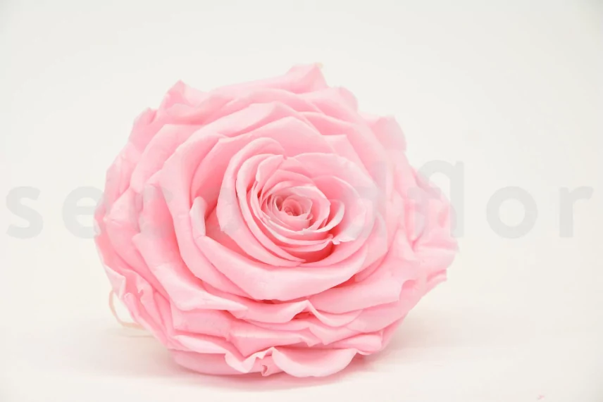 Preserved Rose XXL Bridal Pink