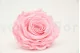 Preserved Rose XXL Bridal Pink 1