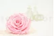 Preserved Rose XXL Bridal Pink 5