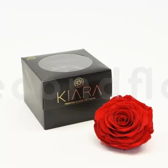 Preserved Rose XXL Red