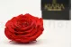 Preserved Rose XXL Red 4