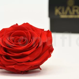 Preserved Rose XXL Red