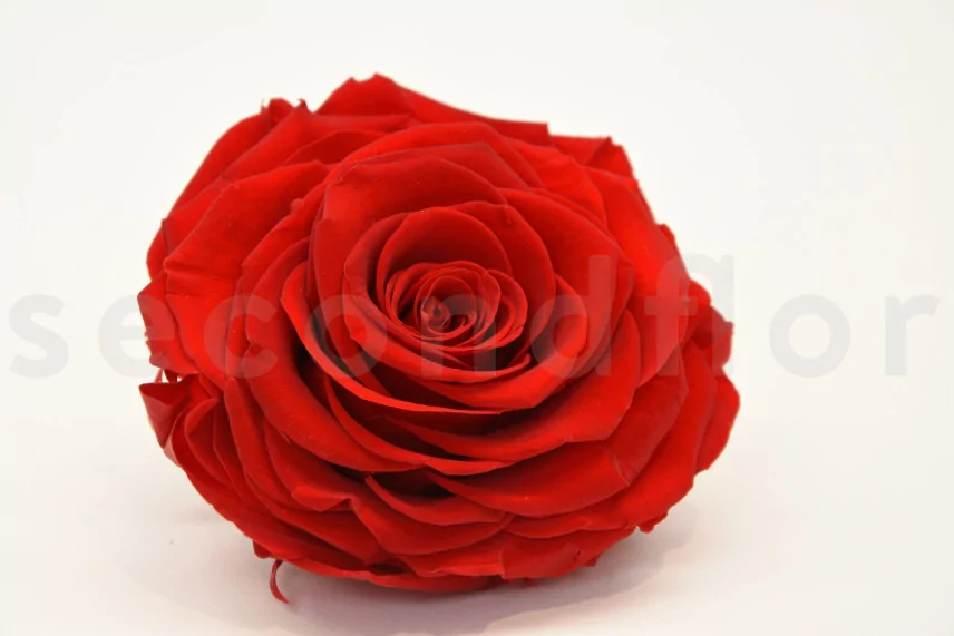 Preserved Rose XXL Red