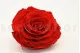 Preserved Rose XXL Red 1