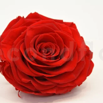 Preserved Rose XXL Red