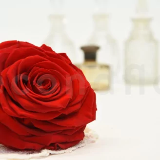 Preserved Rose XXL Red