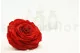Preserved Rose XXL Red 5